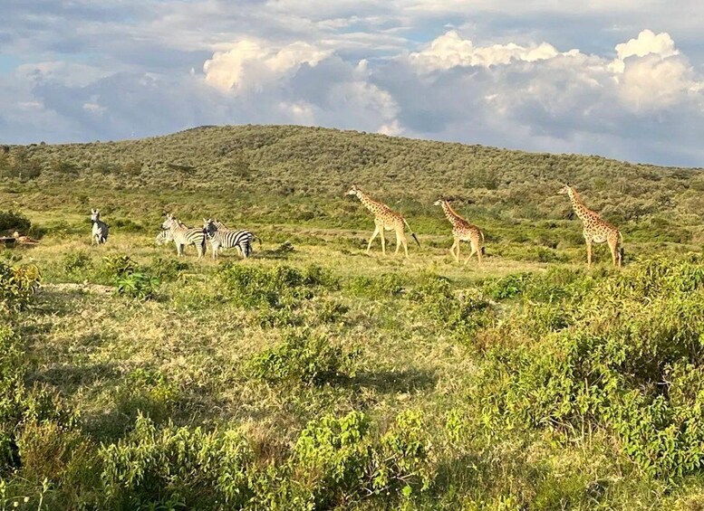 A savanna landscape with giraffes and zebras grazing. 1