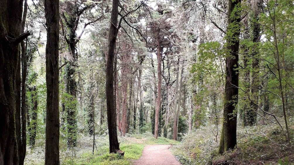 A forest path surrounded by tall trees. 2
