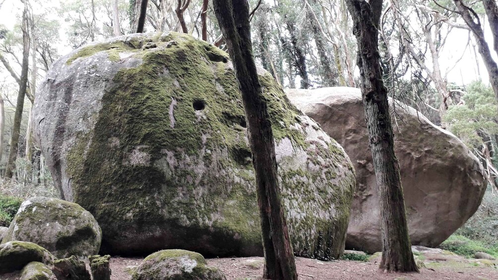 Large moss-covered boulders in a forest. 3