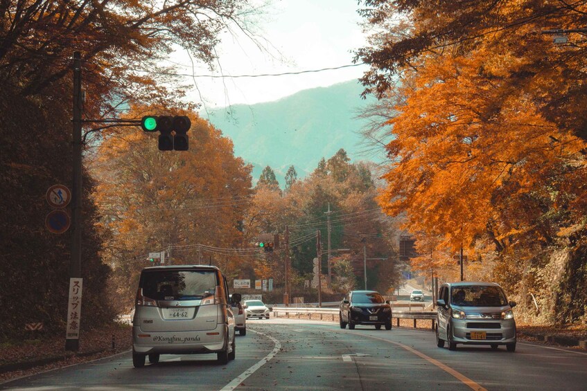 A road with cars, traffic lights, and autumn trees. 4