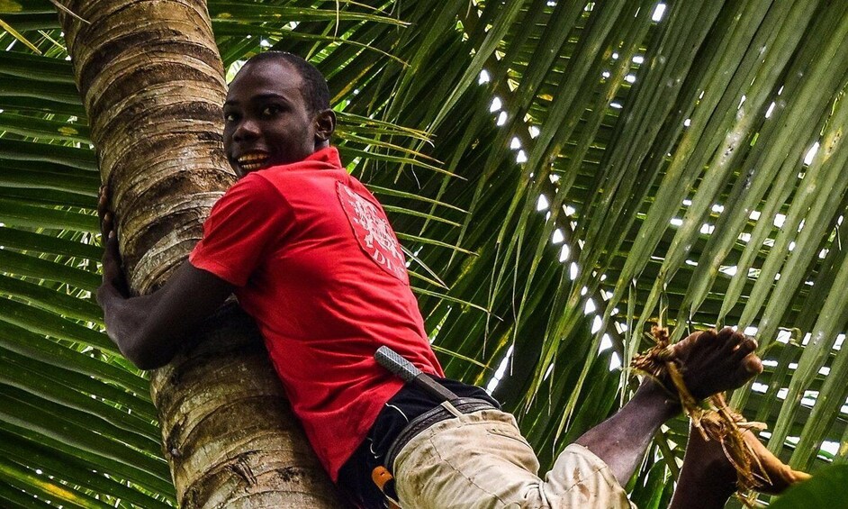 A person climbing a palm tree. 1