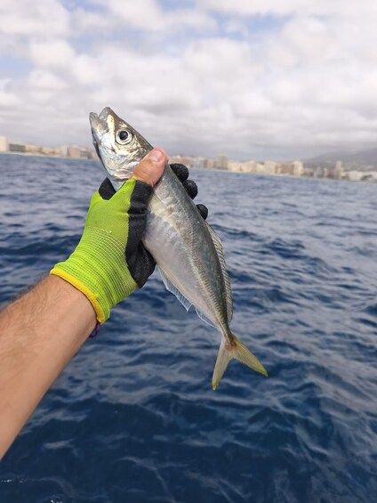 Picture 20 for Activity Fuengirola: Fishing Trip with Drinks and Gear 3