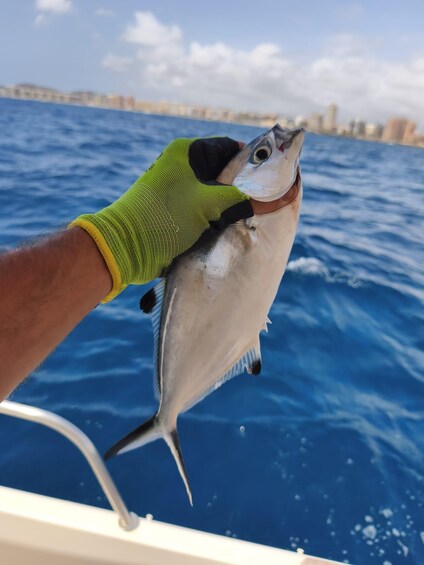 Picture 22 for Activity Fuengirola: Fishing Trip with Drinks and Gear 2