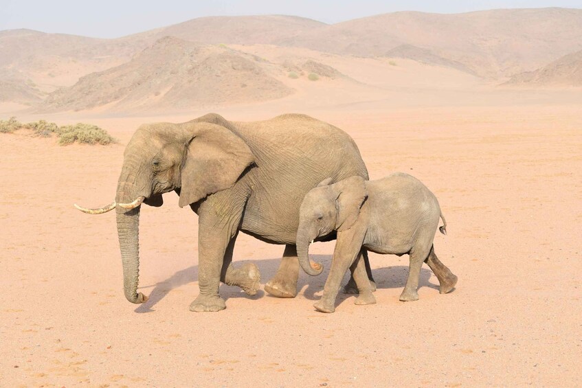 Windhoek: 4 Day Etosha National Park and Swakopmund Tour 1