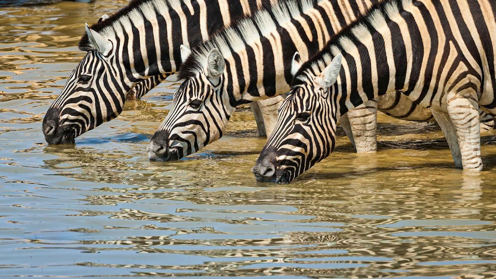 Picture 3 for Activity Windhoek: 4 Day Etosha National Park and Swakopmund Tour 2