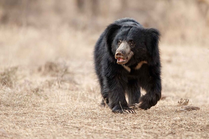 Yala National Park PRIVATE Tours : Just For Your Family 1