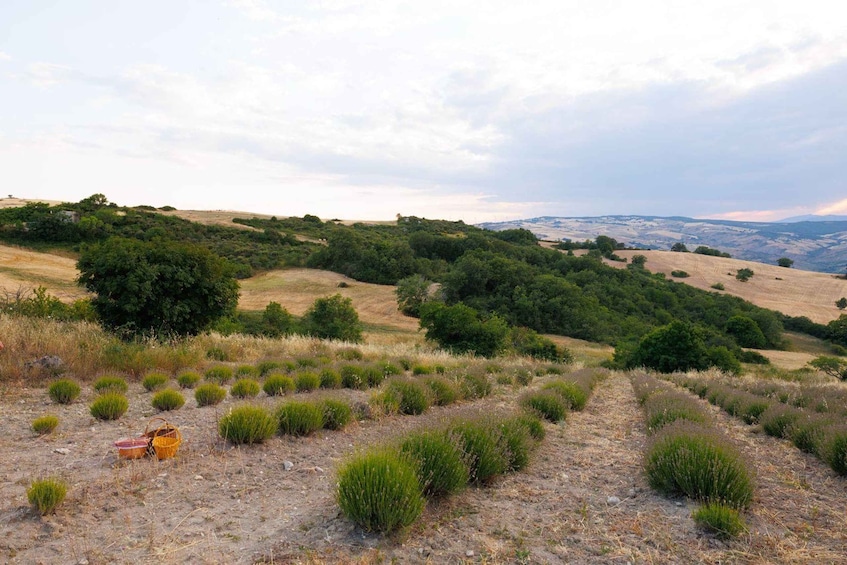 Picture 12 for Activity Experience Rural Molise Like a Local – Create Your Own Molisani Adventure 2