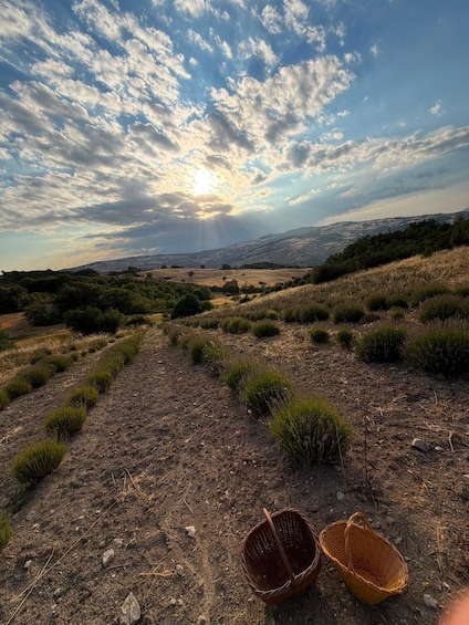 Picture 16 for Activity Experience Rural Molise Like a Local – Create Your Own Molisani Adventure 5
