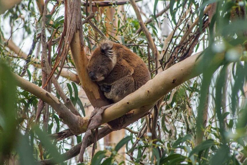 A koala resting on a tree branch surrounded by eucalyptus leaves. 2