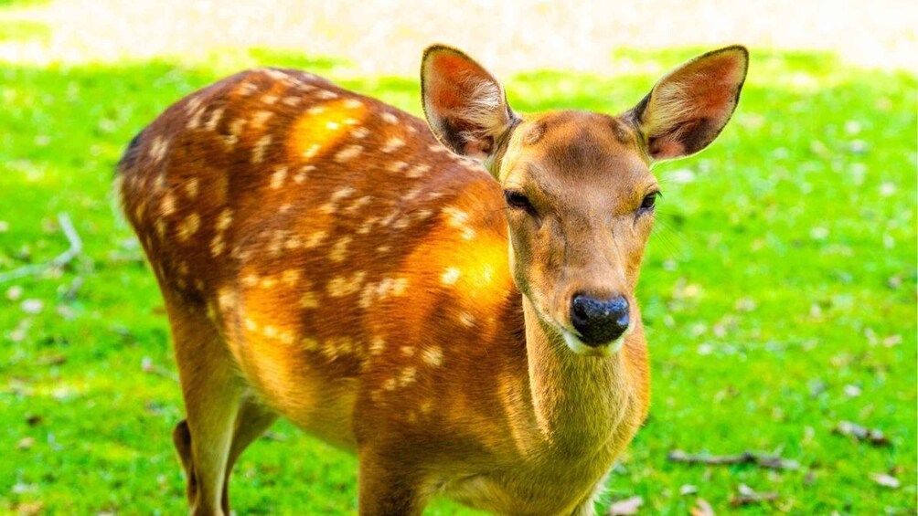 A deer standing on grass. 2