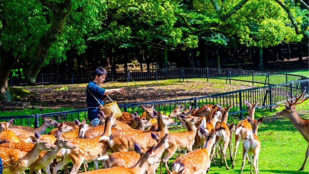 A person feeding deer in a fenced park area. 1