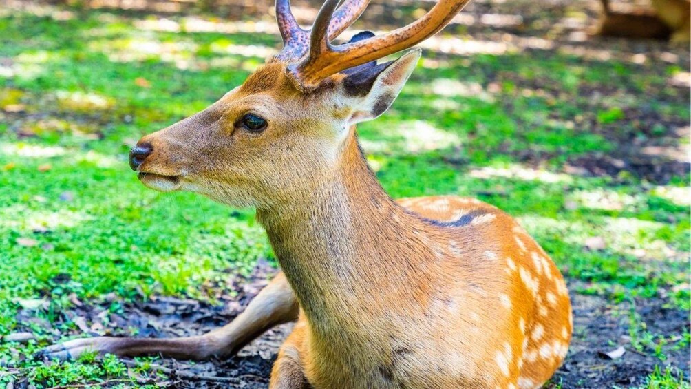 A deer with large antlers sitting on the ground. 5