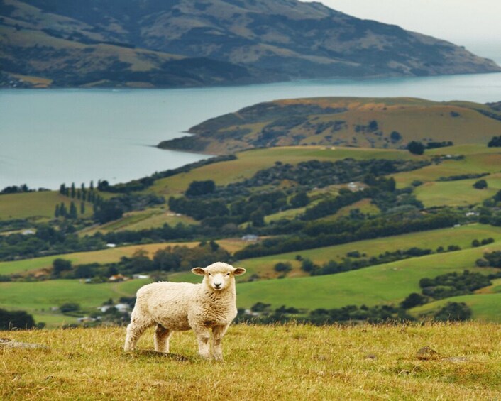A sheep on a grassy hill with a lake and hills in the background. 4
