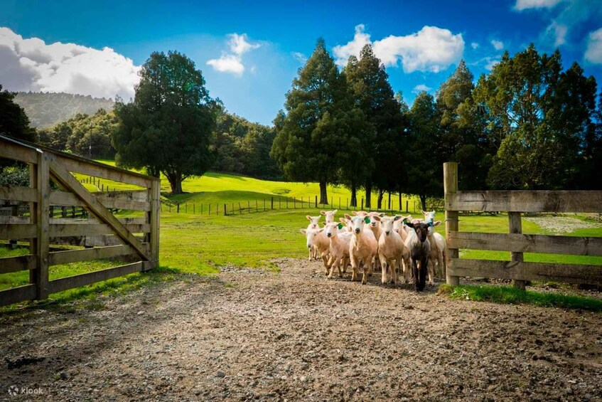 A herd of sheep in a fenced pasture with a wooden gate, surrounded by trees and hills. 1