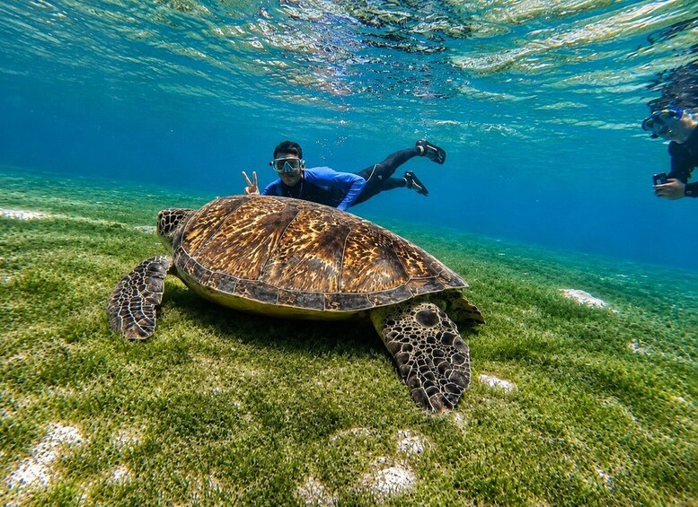 A diver with a sea turtle on a clear underwater reef. 4