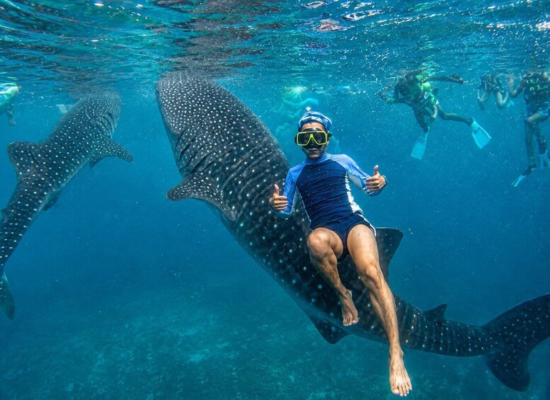 Cebu: Whale Sharks, Kawasan & Sardine Run + Free GoPro 1