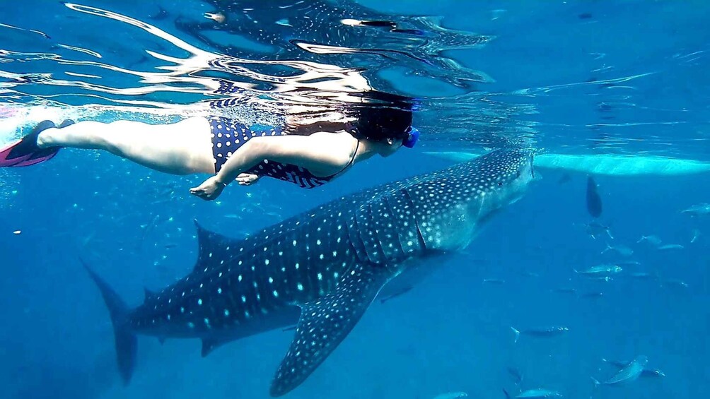 Picture 10 for Activity Cebu: Whale Sharks, Kawasan Falls, & Sardines Run Snorkeling 5