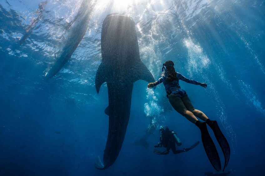 Picture 7 for Activity Cebu: Whale Sharks, Kawasan & Sardine Run + Free GoPro 5