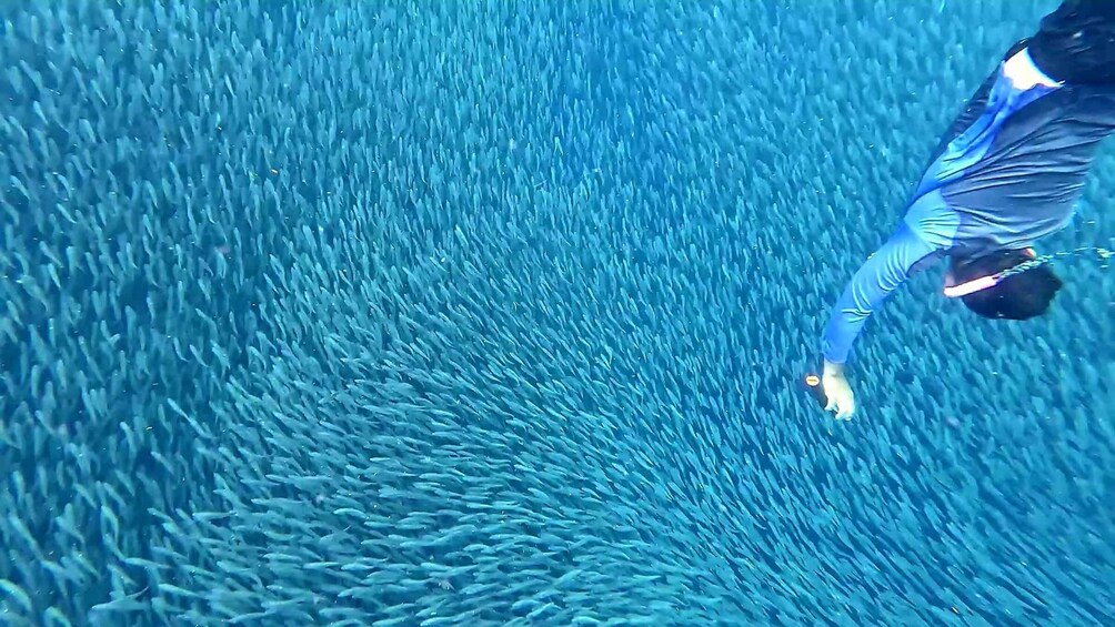 Picture 7 for Activity Cebu: Whale Sharks, Kawasan Falls, & Sardines Run Snorkeling 1