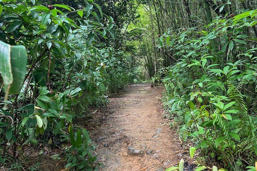 Early-Access hike through lush El Yunque trails 5