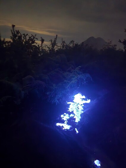 Picture 44 for Activity Surabaya/Malang: Waterfall, Bromo & Ijen Drop Bali Inclusive 2