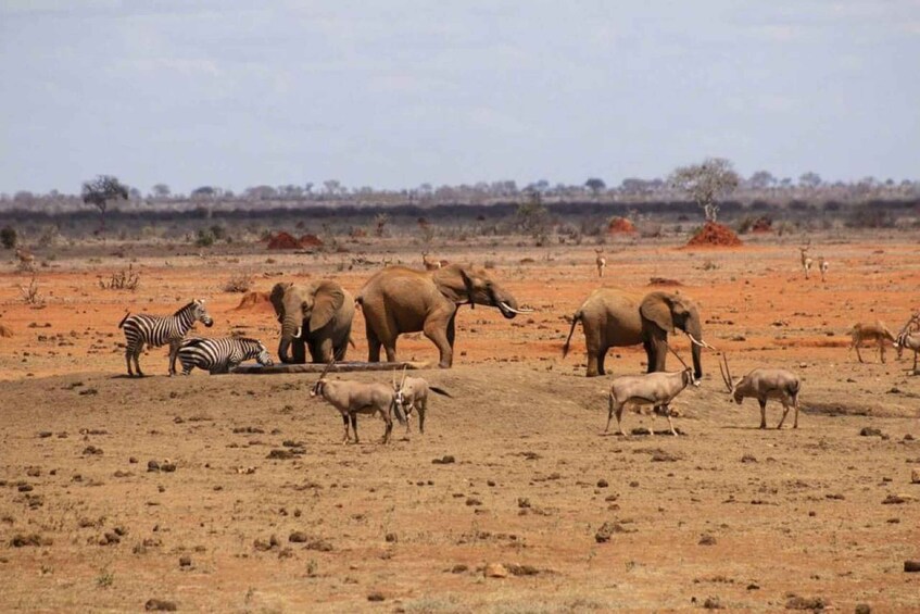 En gruppe zebraer og elefanter i et tørt savannelandskab med sparsom vegetation og rød jord. 4