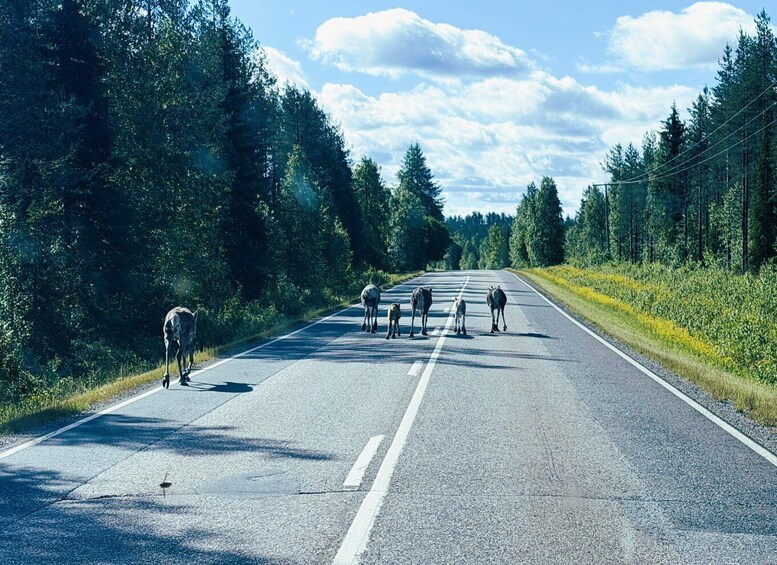 Picture 29 for Activity Rovaniemi: Korouoma & Auttiköngäs Summer-Autumn hike 3