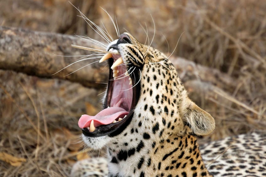 A leopard yawning with its mouth wide open, revealing its teeth and tongue. 1
