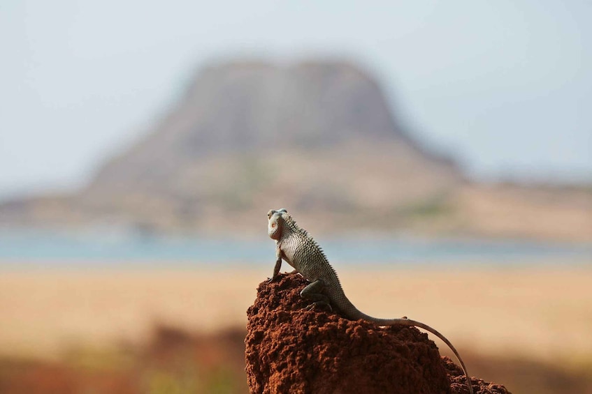 A bearded dragon on a rock with a mountain in the background. 5
