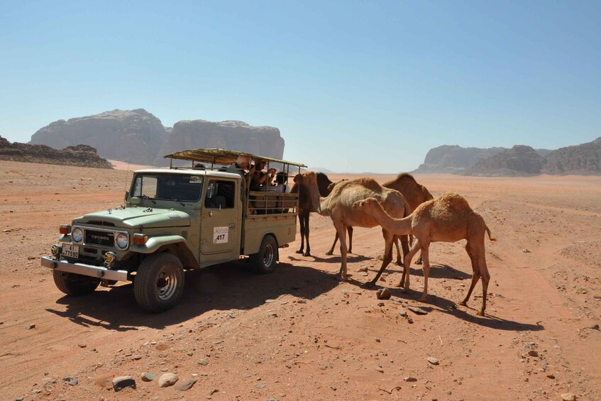 A green jeep with a roof rack and passengers, parked in a desert with camels. 1
