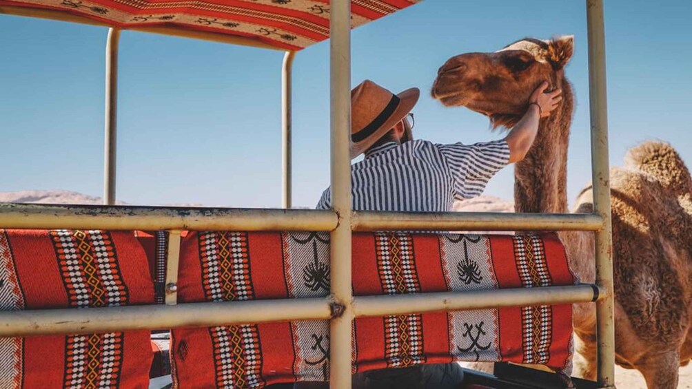 A person in a striped shirt and hat petting a camel. 5