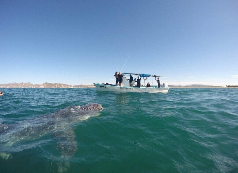 A boat with people on the water, a large sea turtle swimming nearby. 3