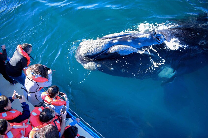 A group of people on a boat observing a whale. 2