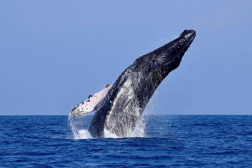 A humpback whale breaching the ocean surface. 1
