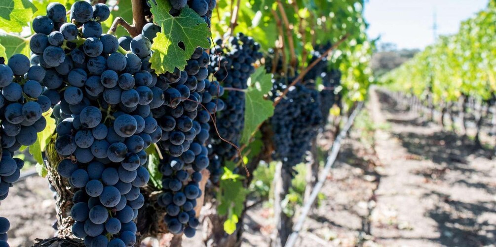 Picture 1 for Activity Cape Town: Franschhoek and Wine Tram Tour 5
