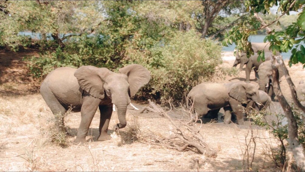 A group of elephants in a dry, grassy area with sparse trees and a water body in the background. 5