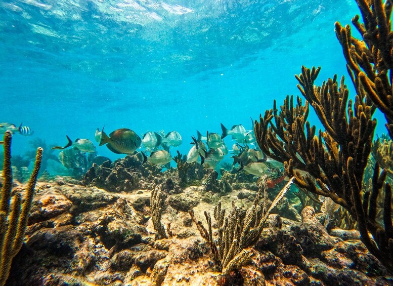 Picture 22 for Activity Tulum: 2-Hour Snorkel with Sea Turtles, Rays & Coral Reef 2