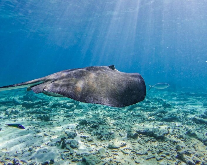 Picture 21 for Activity Tulum: 2-Hour Snorkel with Sea Turtles, Rays & Coral Reef 4