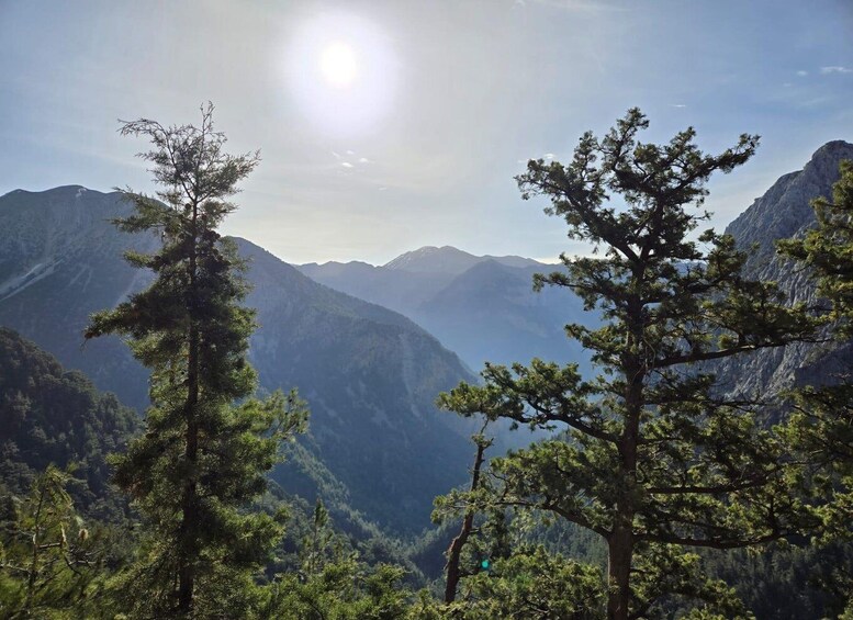 A mountainous landscape with pine trees and a clear sky. 5