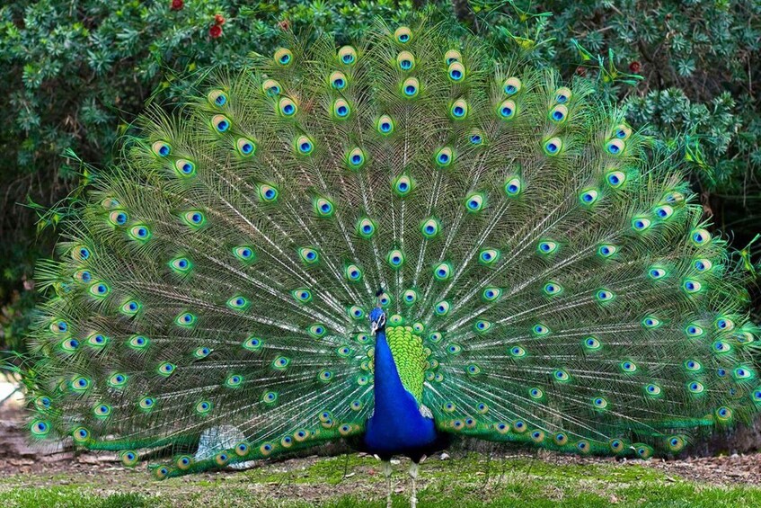 A peacock with its tail feathers fanned out, displaying eye-like patterns. 5