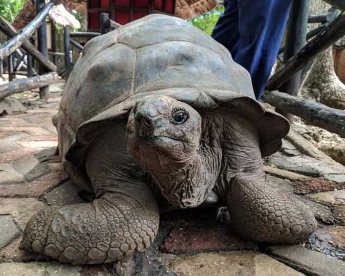 A tortoise on a stone surface with a fence and wooden structures in the background. 2