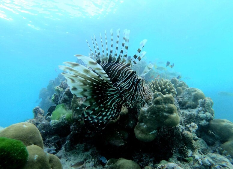 A lionfish swimming near a coral reef. 1