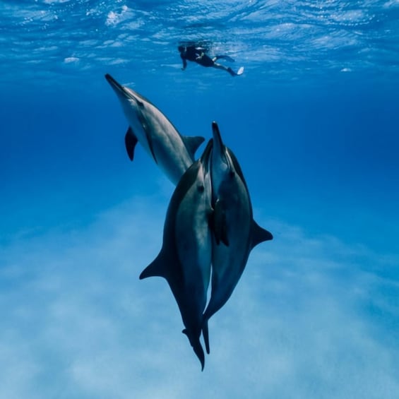 Two dolphins swimming underwater with a diver in the background. 5