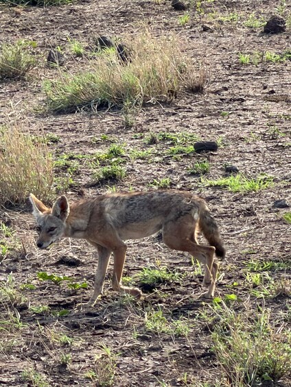 Picture 3 for Activity "Awash National Park Safari Experience" 4