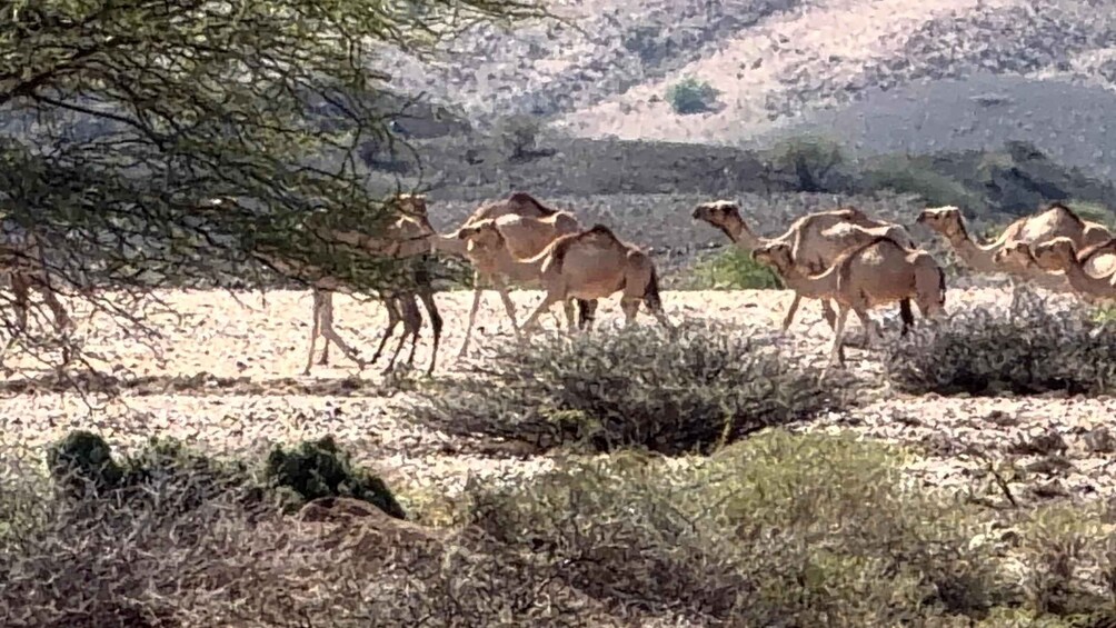 Picture 8 for Activity 2 days Awash National Park Safari Experience 3