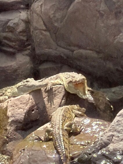Picture 7 for Activity 2 days Awash National Park Safari Experience 2