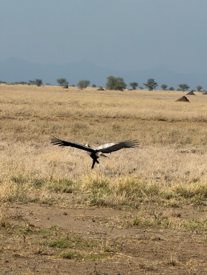 Picture 16 for Activity "Awash National Park Safari Experience" 4