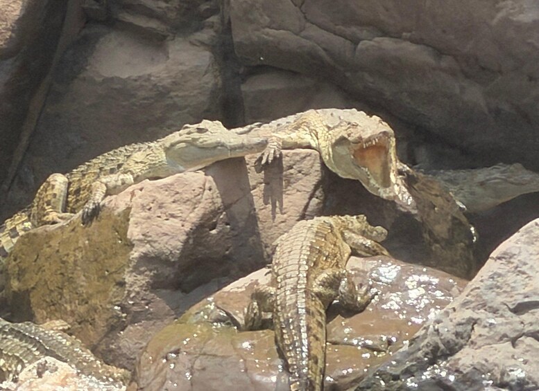 Picture 9 for Activity 2 days Awash National Park Safari Experience 4