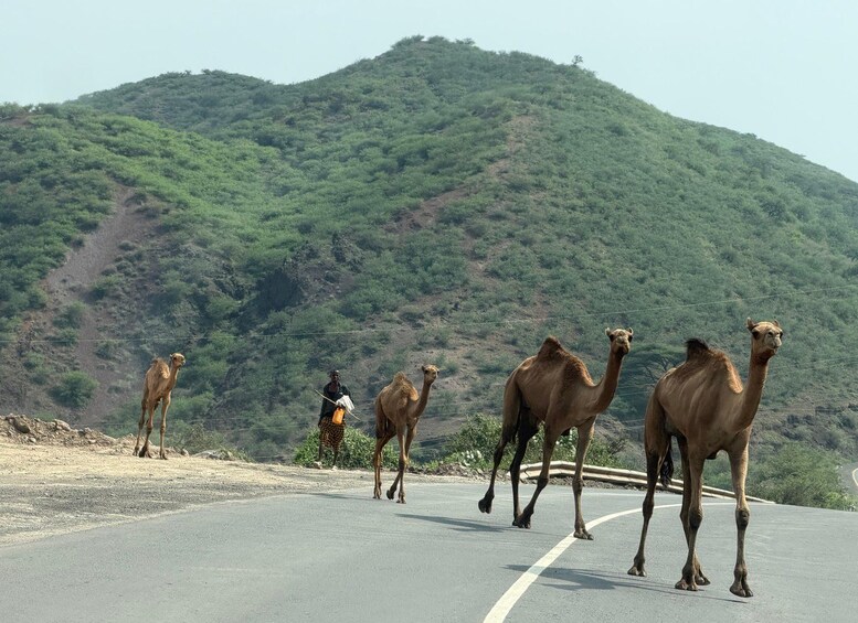 "Awash National Park Safari Experience" 1