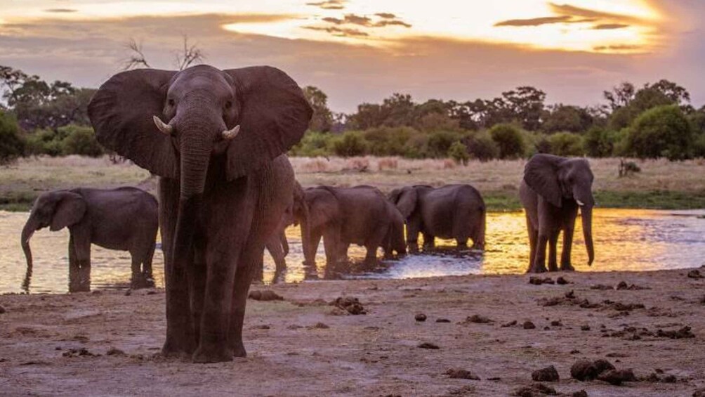 A herd of elephants by a waterhole during sunset. 1